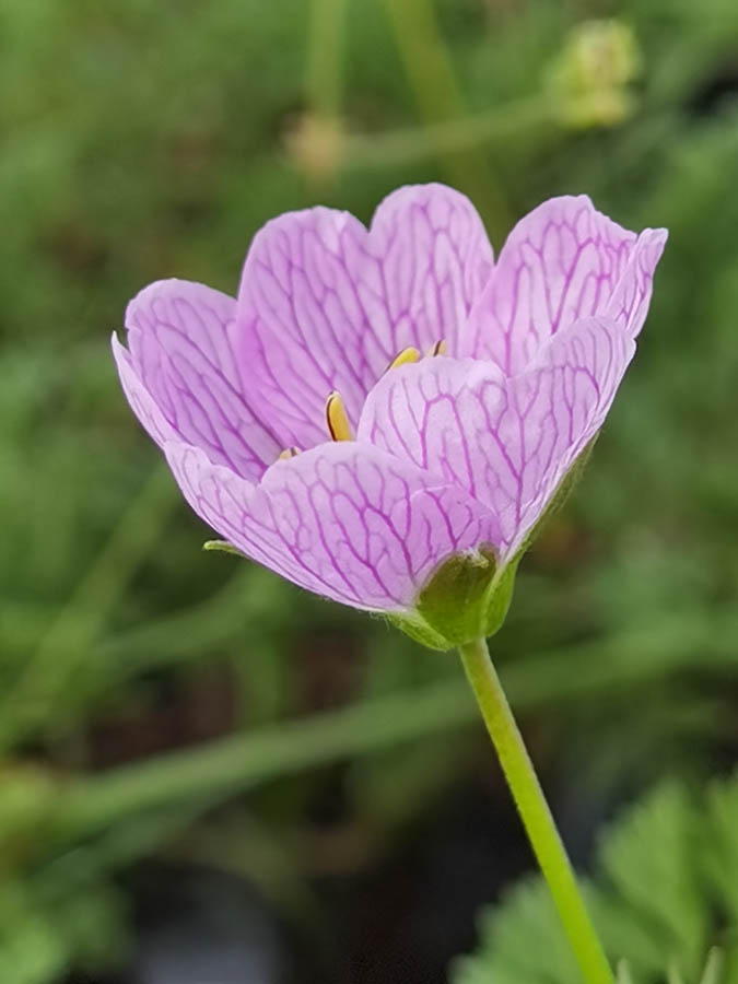 Geranium cinereum photo